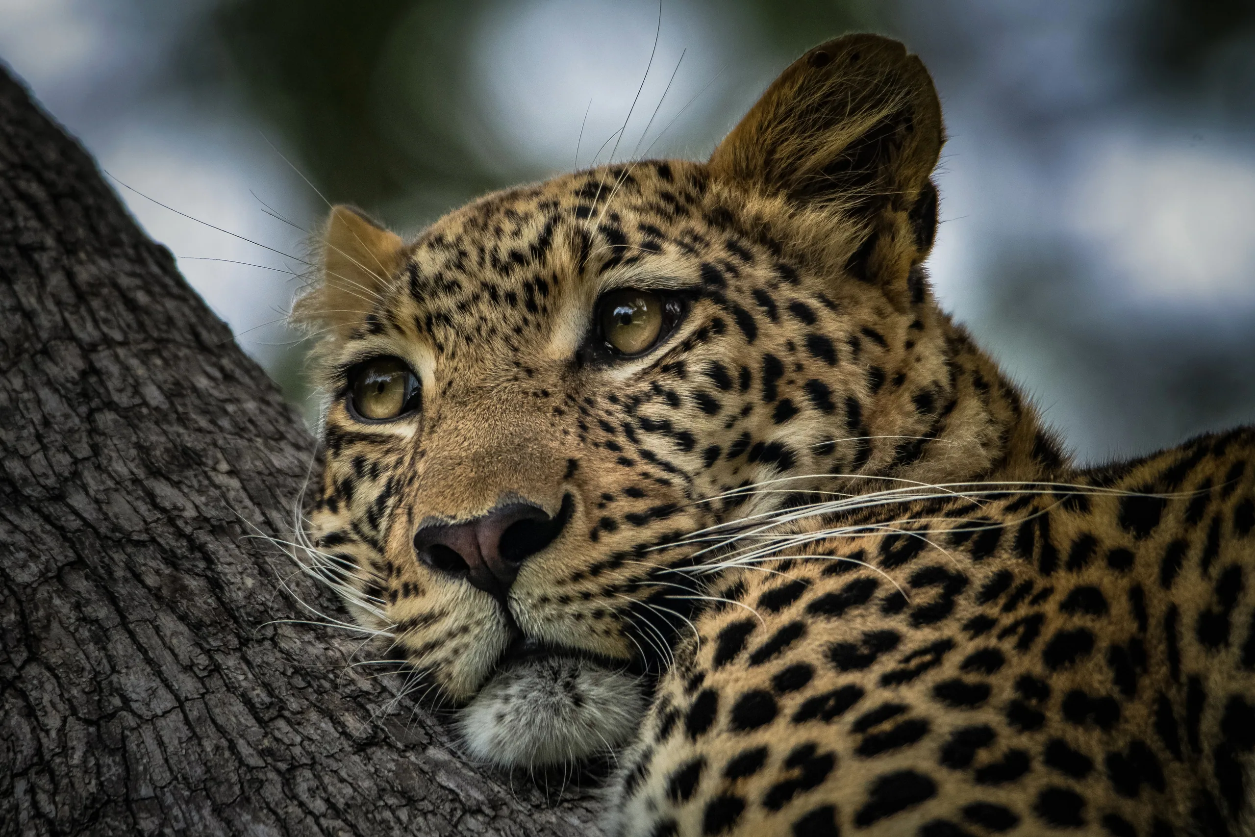 Leopard Rock