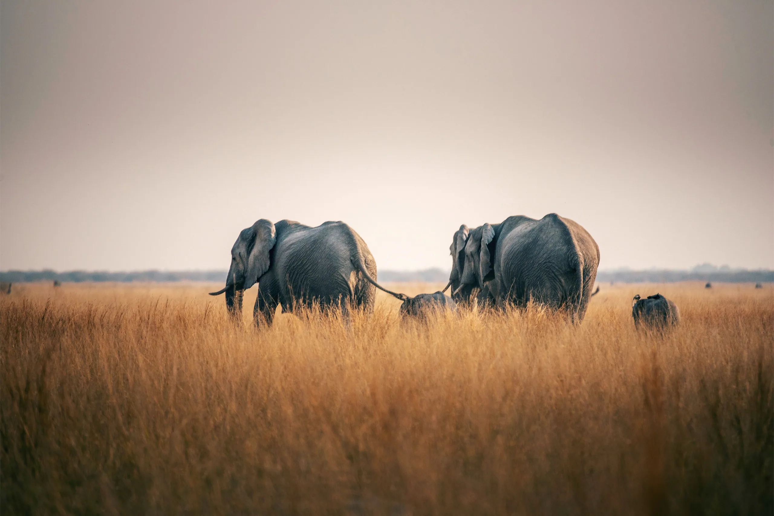Elephant Trail